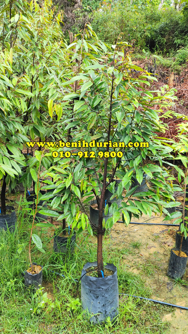 Anak Durian Musang King tinggi 5 kaki Image